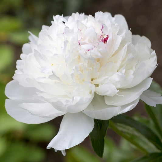 Avalanche Peony by Pure Peonies