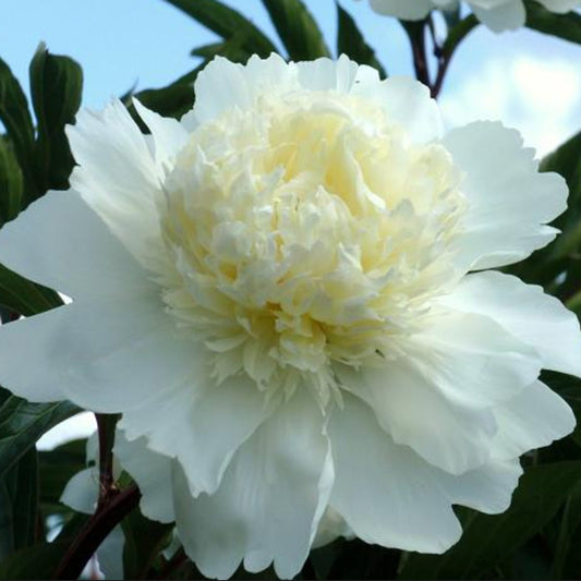 Charles White by Pure Peonies