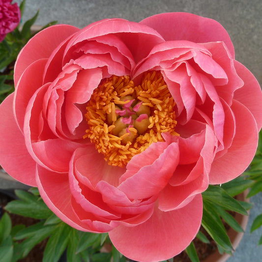 Coral Charm by Pure Peonies