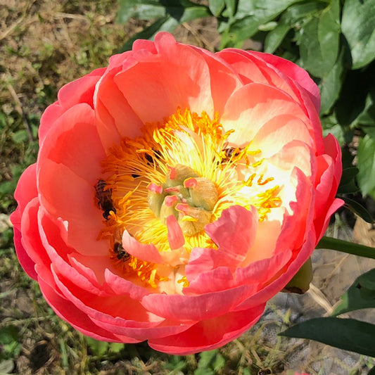 Coral N Gold Peony in Field by Pure Peonies