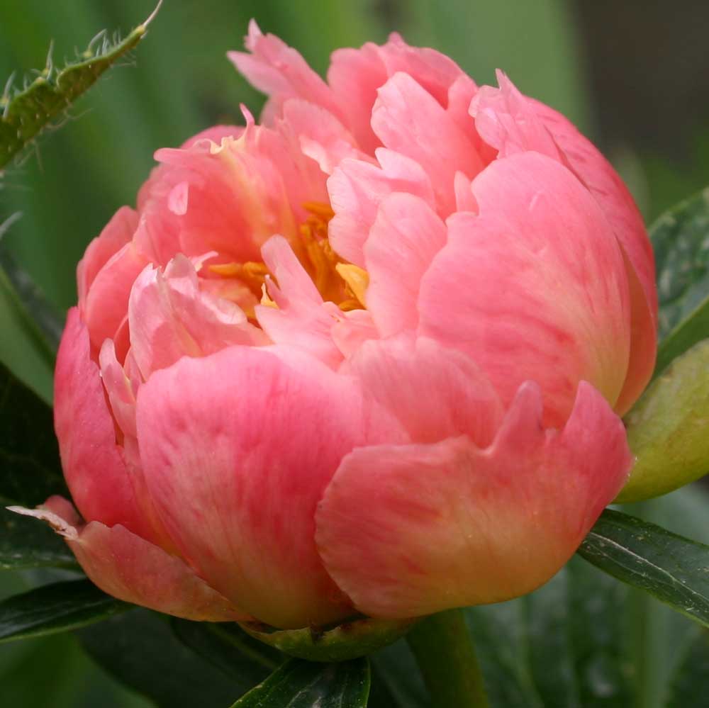Coral Sunset by Pure Peonies