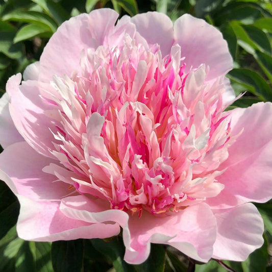 Do Tell by Pure Peonies