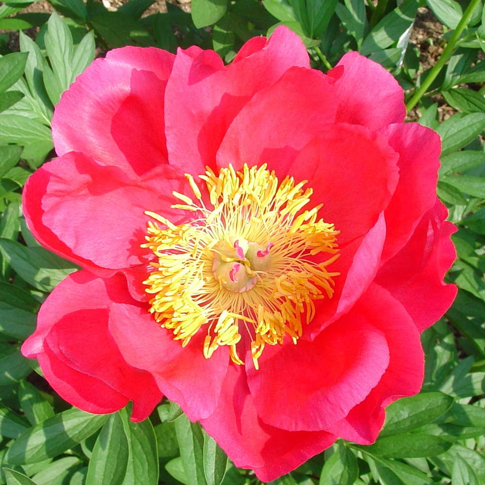 Flame by Pure Peonies
