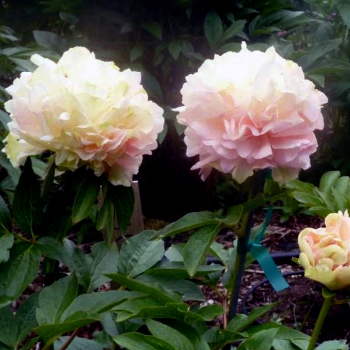 Lois Choice Peony L:andscaper in Garden Pure Peonies