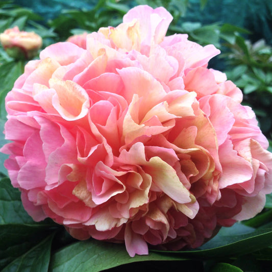 Lois Choice Peony Landscaper Pure Peonies