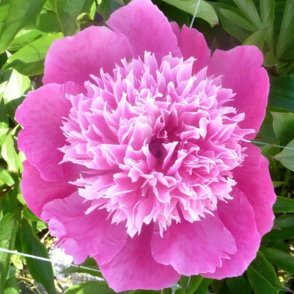 Mme Emily Debutante Peony by Pure Peonies