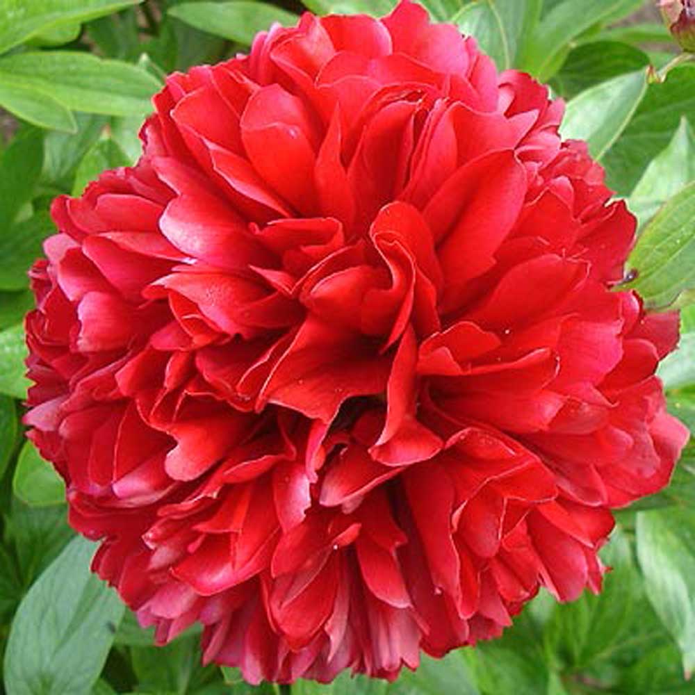 Red Grace Peony by Pure Peonies