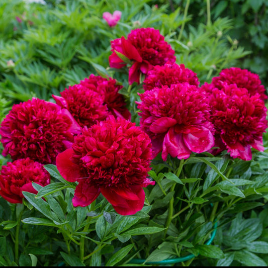 Red Charm Bomb Peony by Pure Peonies